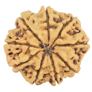 9 Mukhi Rudraksha 26.8mm 3.73gm - Rudraksha back