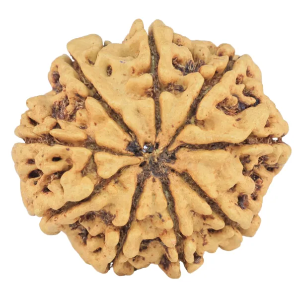 9 Mukhi Rudraksha 26.8mm 3.73gm - Rudraksha back