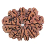 9 Mukhi Rudraksha 27.4mm 4.57gm - Rudraksha back