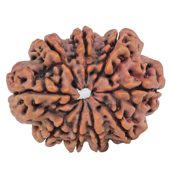 9 Mukhi Rudraksha 27.4mm 4.57gm - Rudraksha back
