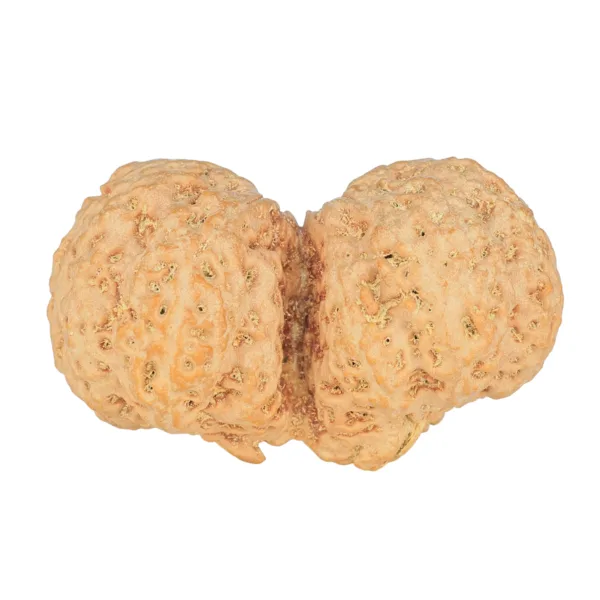 9 MK Gaurishankar 43.7mm 12.5gm - Rudraksha back