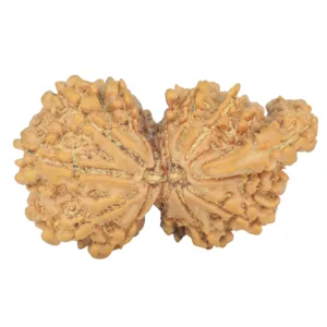 G.S with Sawar (12+1) 35.8mm 6gm - Rudraksha back