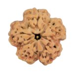 1MK(Underdeveloped) 24.6mm 4.84gm - Rudraksha back