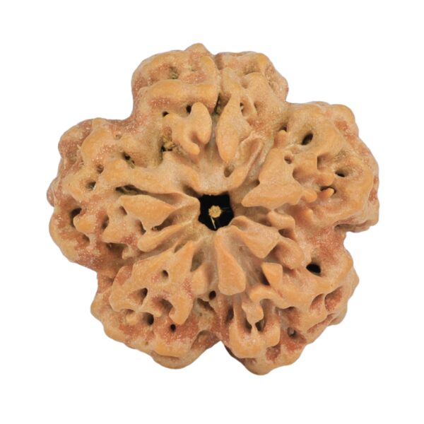 1MK(Underdeveloped) 24.6mm 4.84gm - Rudraksha back
