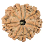 9 Mukhi Rudraksha 24.1mm 4.29gm - Rudraksha