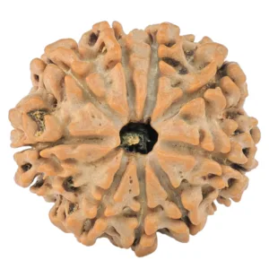 9 Mukhi Rudraksha 24.1mm 4.29gm - Rudraksha