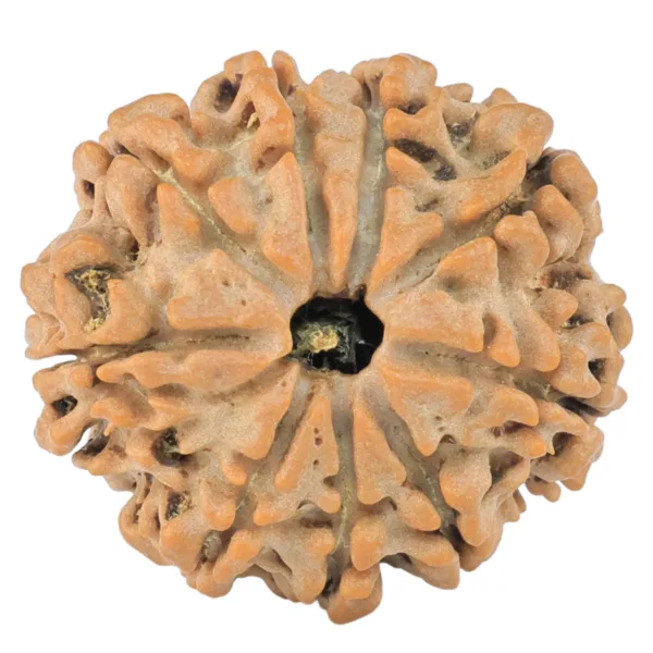 9 Mukhi Rudraksha 24.1mm 4.29gm - Rudraksha