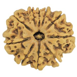 10 Mukhi Rudraksha 25.5mm 3.88gm - Rudraksha