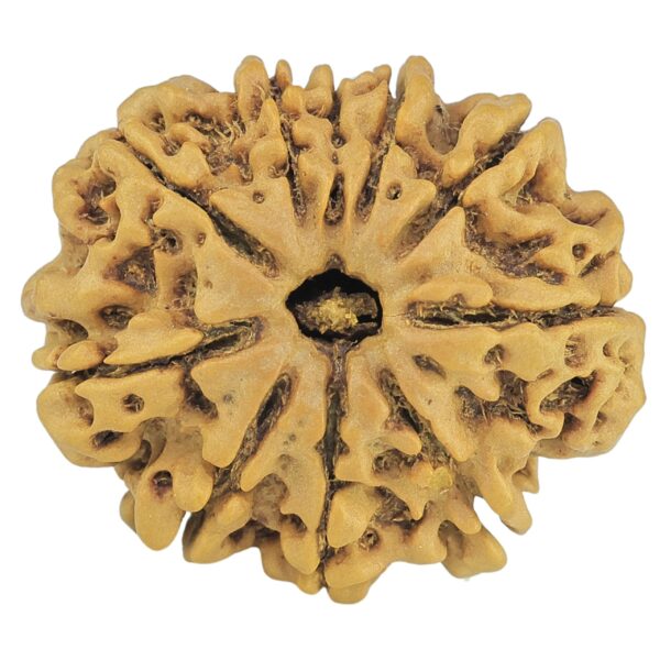 10 Mukhi Rudraksha 25.5mm 3.88gm - Rudraksha