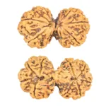 9 MK Gaurishankar 39.6mm 5.65gm - Rudraksha