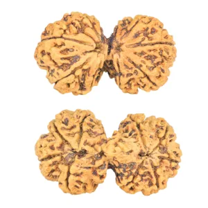 9 MK Gaurishankar 39.6mm 5.65gm - Rudraksha