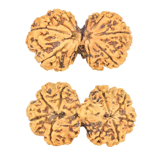 9 MK Gaurishankar 39.6mm 5.65gm - Rudraksha