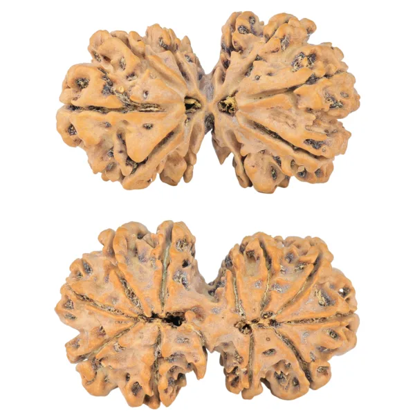 12 MK Gaurishankar 39.6mm 7.17gm - Rudraksha