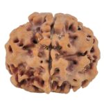 1MK(Underdeveloped) 23.5mm 4gm - Origin: Nepal - Rudraksha