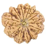 10 Mukhi Ganesh 35.6mm 11.44gm - Rudraksha