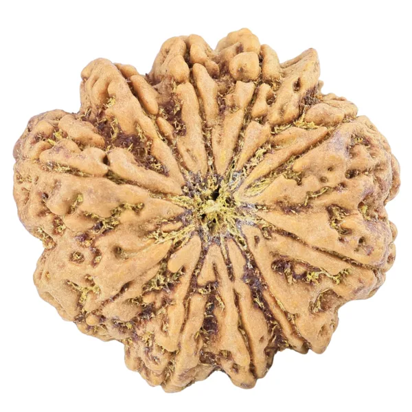 10 Mukhi Ganesh 35.6mm 11.44gm - Rudraksha