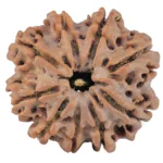 9 Mukhi Rudraksha 25.7mm 5.47gm - Rudraksha