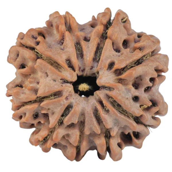 9 Mukhi Rudraksha 25.7mm 5.47gm - Rudraksha