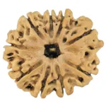9 Mukhi Rudraksha 26mm 2.86gm - Rudraksha