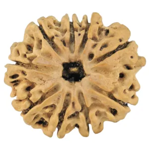 9 Mukhi Rudraksha 26mm 2.86gm - Rudraksha