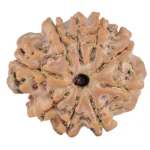 9 Mukhi Rudraksha 25.4mm 5.09gm - Rudraksha