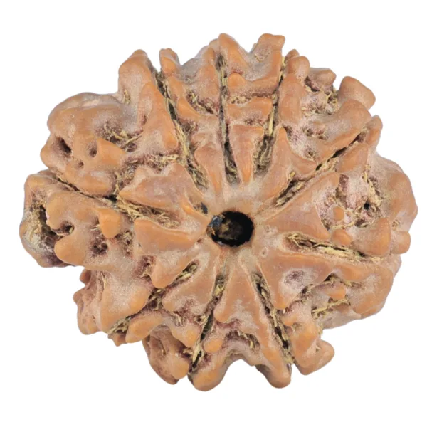 9 Mukhi Rudraksha 25.4mm 5.09gm - Rudraksha