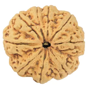9 Mukhi Rudraksha 30.3mm 6.55gm - Rudraksha