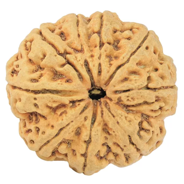 9 Mukhi Rudraksha 30.3mm 6.55gm - Rudraksha