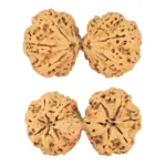 11 MK Gaurishankar 43.7mm 9.18gm - Rudraksha
