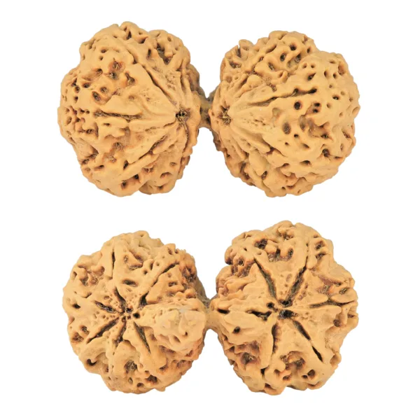 11 MK Gaurishankar 43.7mm 9.18gm - Rudraksha