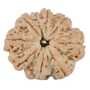 9 Mukhi Rudraksha 26mm 5gm - Origin: Nepal - Rudraksha
