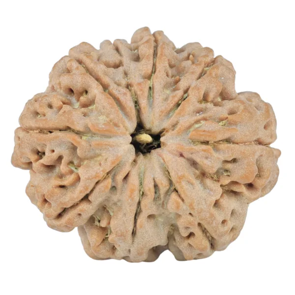 9 Mukhi Rudraksha 26mm 5gm - Origin: Nepal - Rudraksha