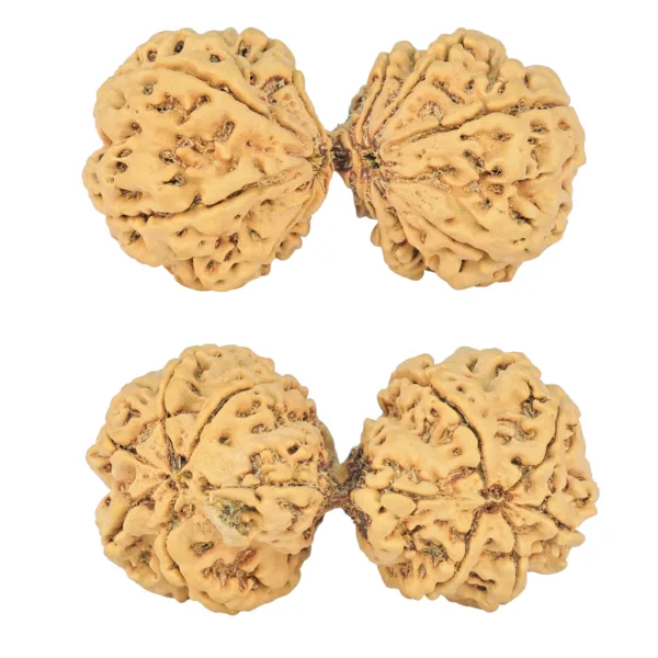 10 Mk Gaurishankar 49.2mm 10.79gm - Rudraksha