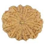 11 Mukhi Rudraksha 34.5mm 9.39gm - Rudraksha