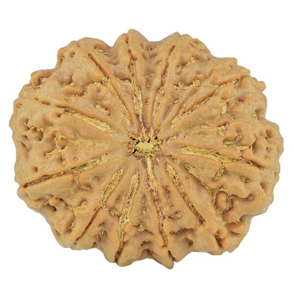 11 Mukhi Rudraksha 34.5mm 9.39gm - Rudraksha