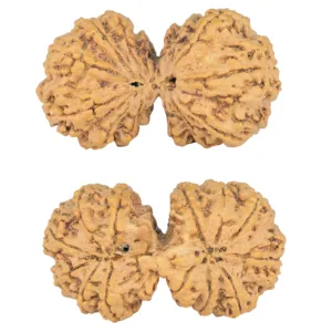 10 Mk Gaurishankar 39.8mm 8.83gm - Rudraksha