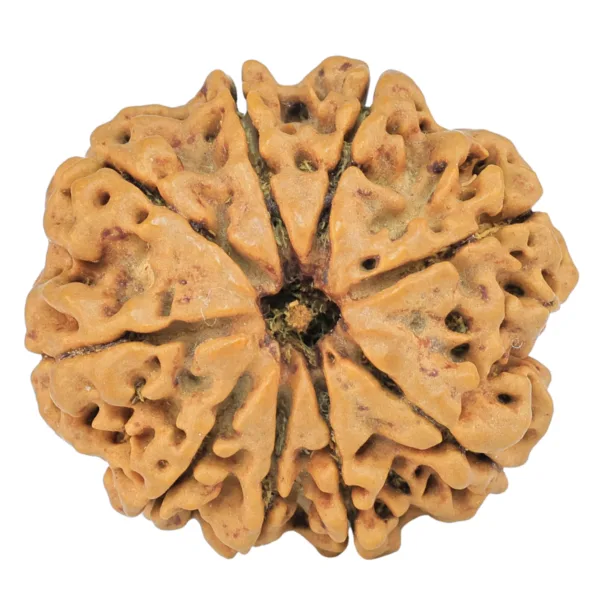 9 Mukhi Rudraksha 27.6mm 5.5gm - Rudraksha