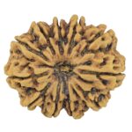 11 Mukhi Rudraksha 31.1mm 6.33gm - Rudraksha