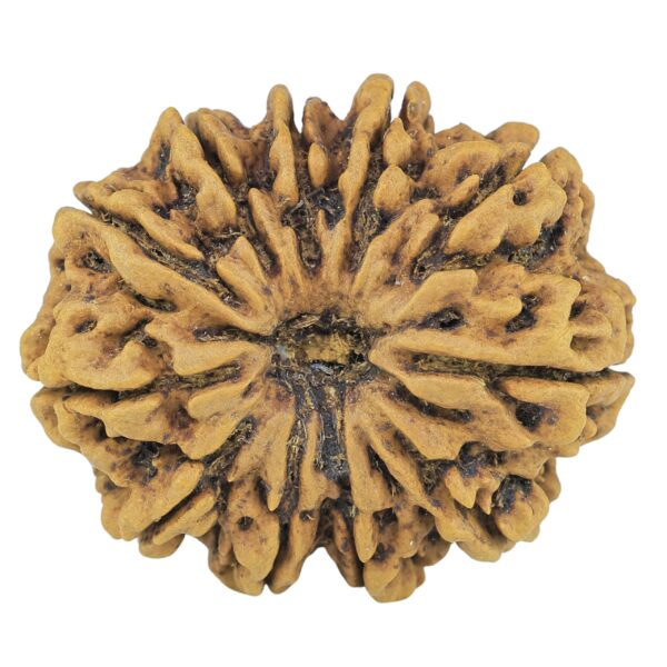 11 Mukhi Rudraksha 31.1mm 6.33gm - Rudraksha