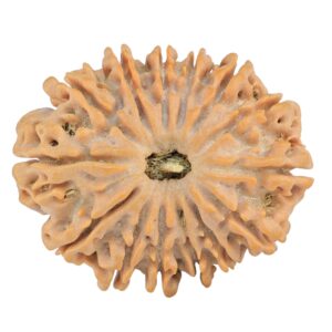 14 Mukhi Rudraksha 28.8mm 5.25gm - Rudraksha