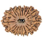 18 Mukhi Rudraksha 37.8mm 8.55gm - Rudraksha