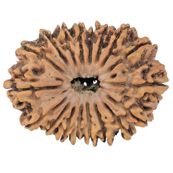 18 Mukhi Rudraksha 37.8mm 8.55gm - Rudraksha
