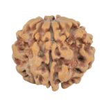1MK(Underdeveloped) 24.5mm 4.59gm - Rudraksha