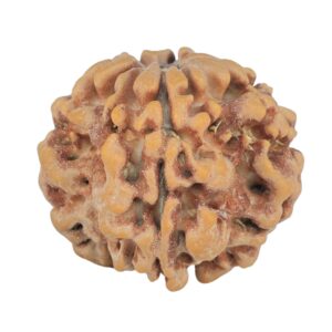 1MK(Underdeveloped) 24.5mm 4.59gm - Rudraksha