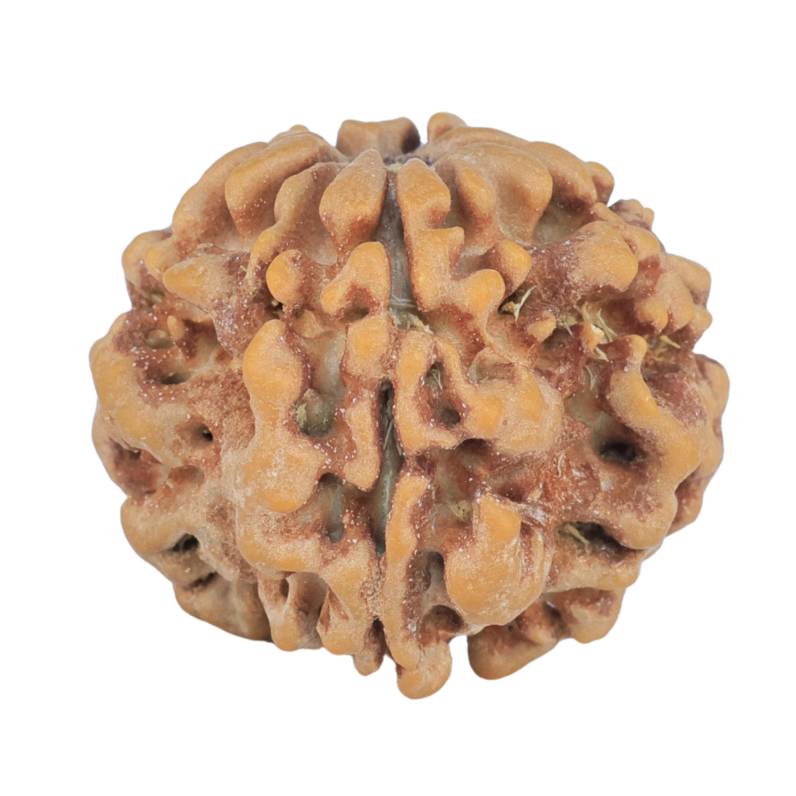 1MK(Underdeveloped) 24.5mm 4.59gm - Rudraksha