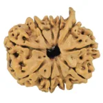 10 Mukhi Ganesh 23.8mm 2.77gm - Rudraksha