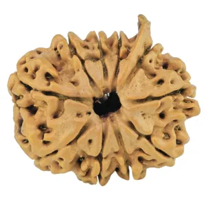 10 Mukhi Ganesh 23.8mm 2.77gm - Rudraksha