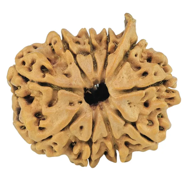 10 Mukhi Ganesh 23.8mm 2.77gm - Rudraksha