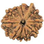 10 Mukhi Ganesh 23.4mm 3.42gm - Rudraksha