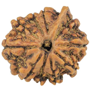 10 Mukhi Ganesh 23.4mm 3.42gm - Rudraksha